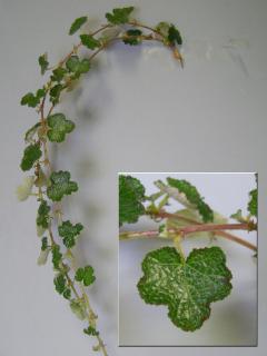 Rubus calycinoides Tokiwaichigo.jpg